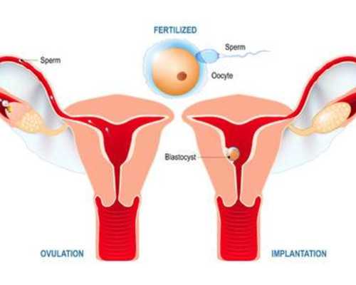 多囊卵巢做试管空卵泡多(多囊试管容易空囊吗)