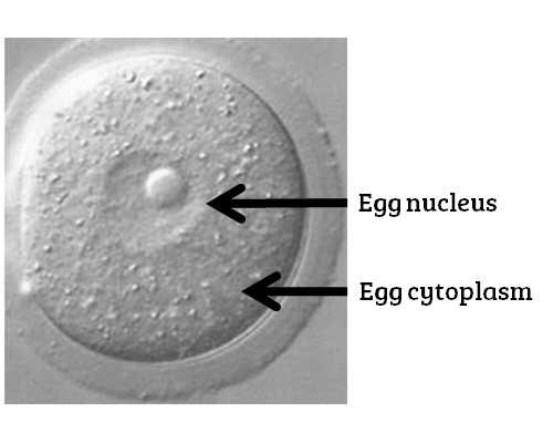 科学备孕皮夹克~想要男宝看过来🌿 代孕双胞胎多少费用