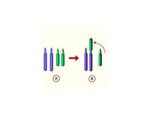 江门染色体异常可以做二代试管婴儿吗(江门试管婴儿的具体流程),费用各不相同!